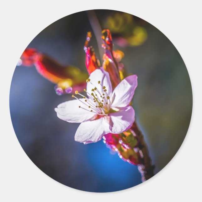 Sakura - Japanese cherry flower Classic Round Sticker (Front)