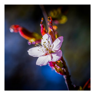Sakura - Japanese cherry flower Poster