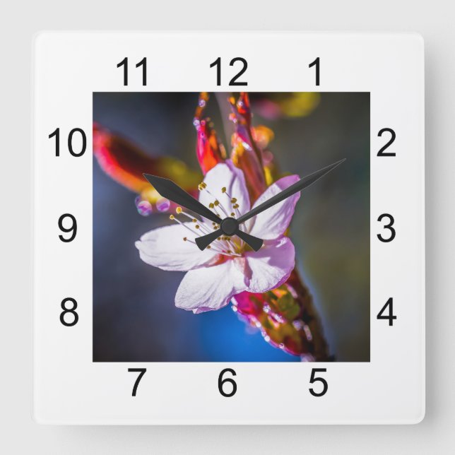 Sakura - Japanese cherry flower Square Wall Clock (Front)