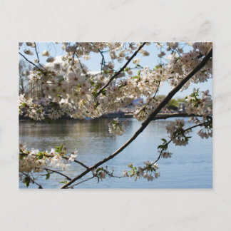 sakura matsuri postcard