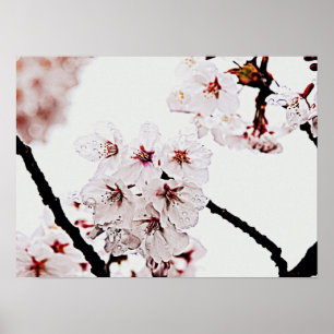 SAKURA PHOTOGRAPHY POSTER