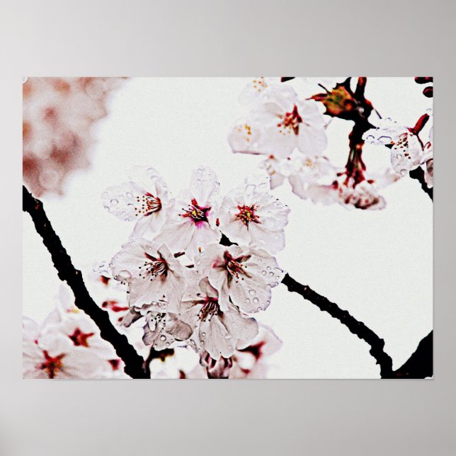 SAKURA PHOTOGRAPHY POSTER (Front)