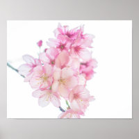 Sakura Pink and White Cherry Blossoms Floral