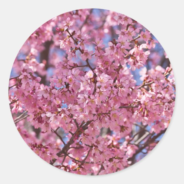 Sakura Pink Cherry Blossom Sky Classic Round Sticker (Front)