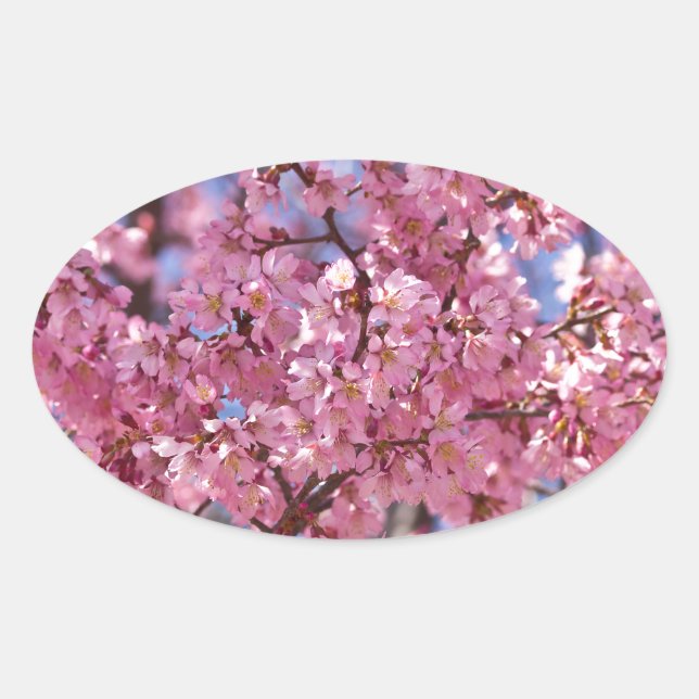 Sakura Pink Cherry Blossom Sky Oval Sticker (Front)
