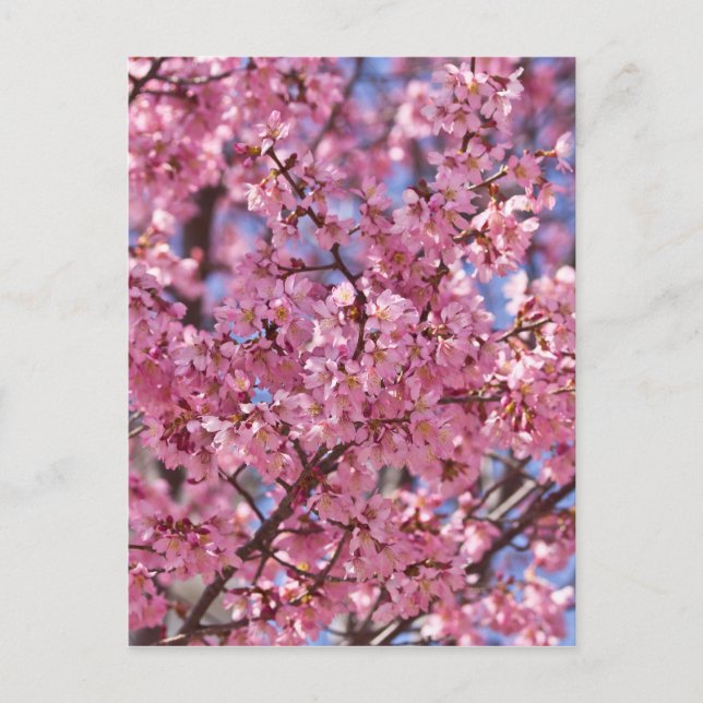 Sakura Pink Cherry Blossom Sky Postcard (Front)
