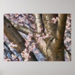 Sakura - Spring Blossom Poster