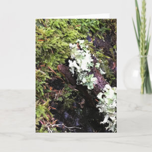 Salamander Hiding Under Log, Washington Card
