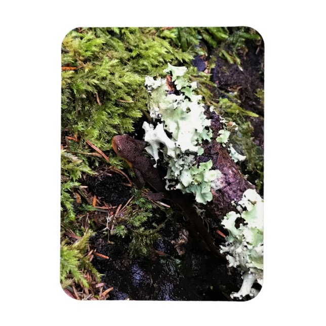 Salamander Hiding Under Log, Washington Magnet (Vertical)