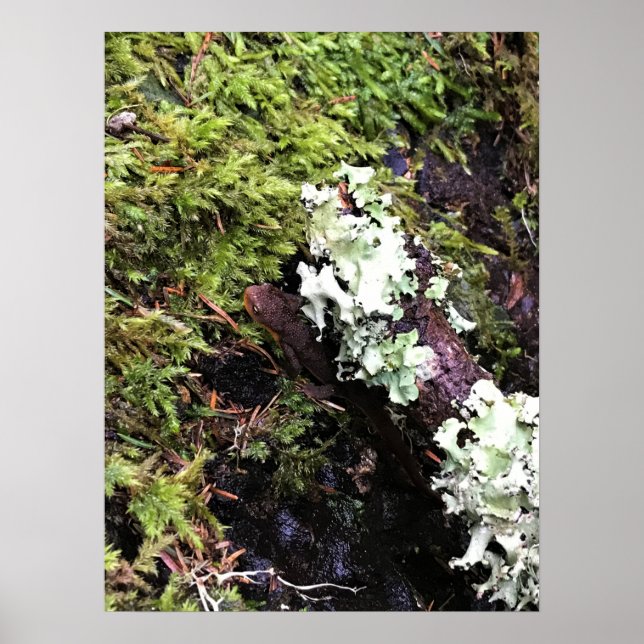Salamander Hiding Under Log, Washington Poster (Front)