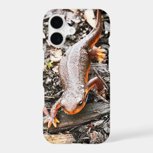 Salamander in the Forest