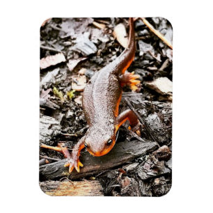 Salamander in the Forest Magnet