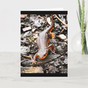 Salamander in the Forest, Oregon Card