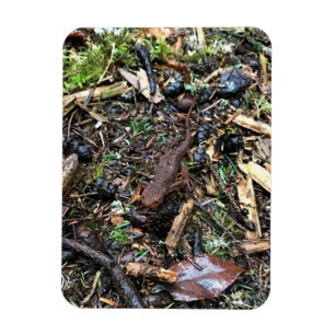 Salamander in the Forest, Washington Magnet