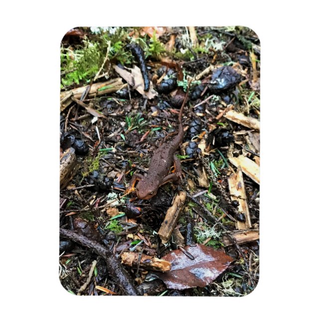 Salamander in the Forest, Washington Magnet (Vertical)