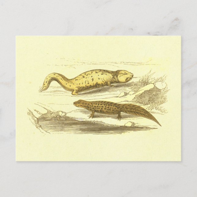 Salamander & Water Eft Vintage Lithograph Postcard (Front)