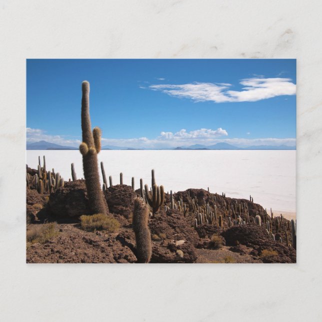 Salar de Uyuni cactus postcard (Front)