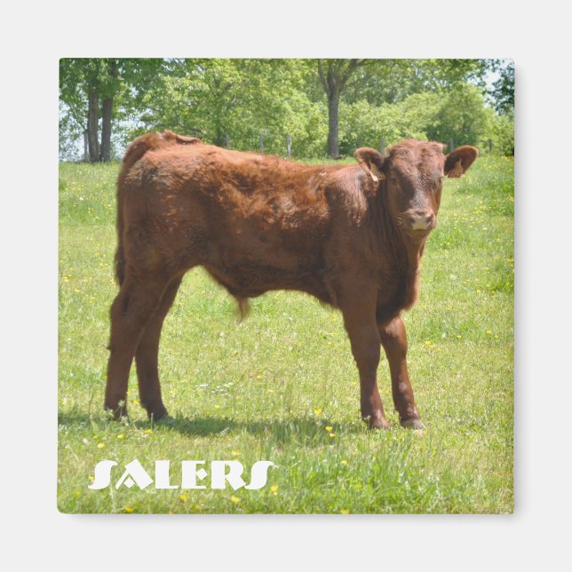 Salers calf magnet (Front)