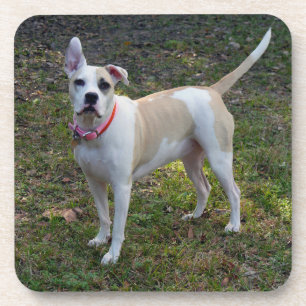 Sally - A Rescued Dog Coaster