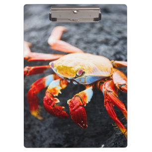 Sally lightfoot crab on a black lava rock clipboard