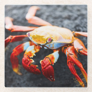 Sally lightfoot crab on a black lava rock glass coaster