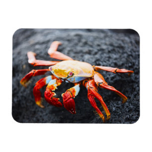 Sally lightfoot crab on a black lava rock magnet