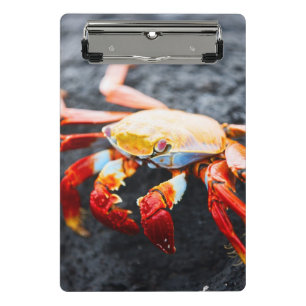 Sally lightfoot crab on a black lava rock mini clipboard
