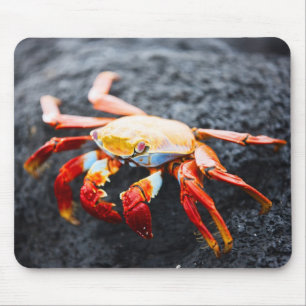 Sally lightfoot crab on a black lava rock mouse pad