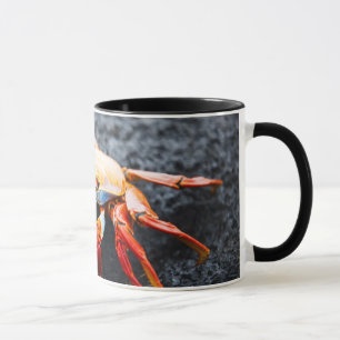 Sally lightfoot crab on a black lava rock mug