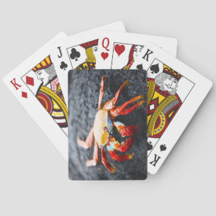 Sally lightfoot crab on a black lava rock playing cards