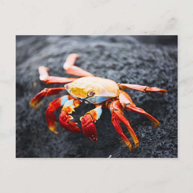 Sally lightfoot crab on a black lava rock postcard (Front)