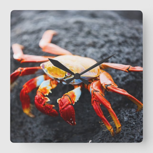 Sally lightfoot crab on a black lava rock square wall clock (Front)