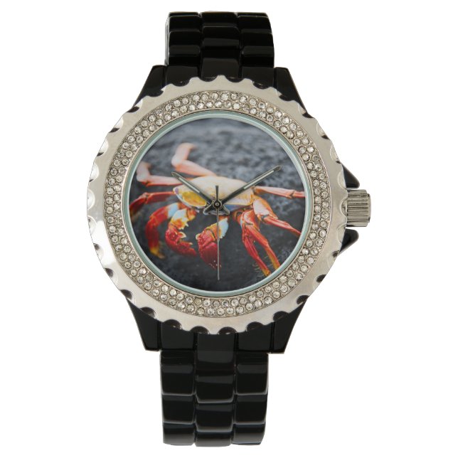 Sally lightfoot crab on a black lava rock watch (Front)