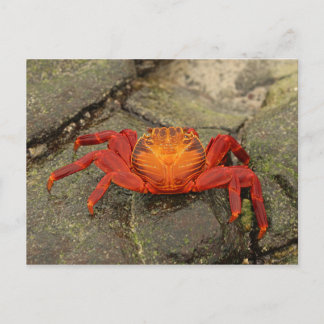 Sally Lightfoot Crab postcard