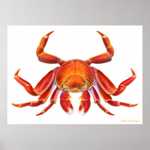 Sally Lightfoot Crab Poster
