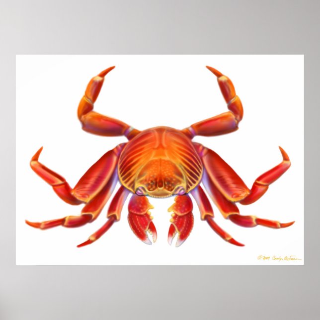 Sally Lightfoot Crab Poster (Front)