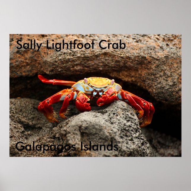 Sally Lightfoot Crab Poster (Front)