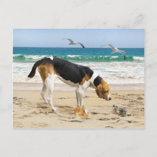 "Sally & The Crab" Postcard