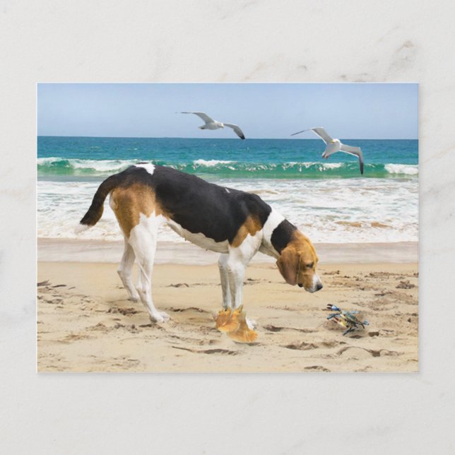 "Sally & The Crab" Postcard (Front)