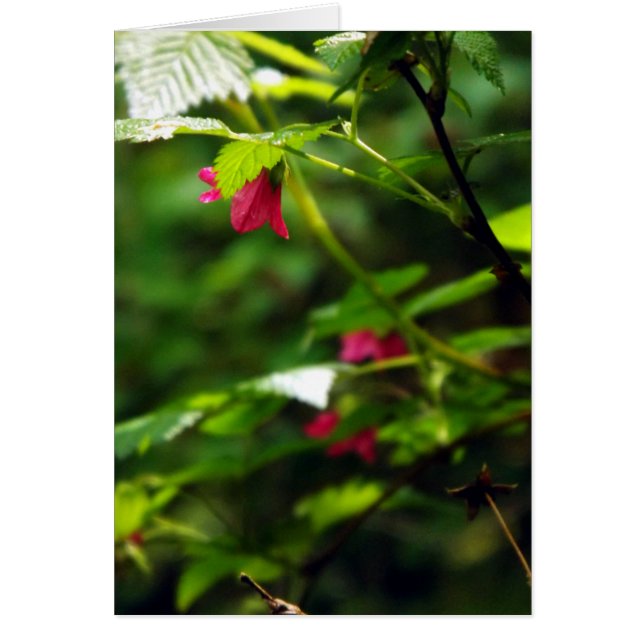 Salmon Berry (Front)