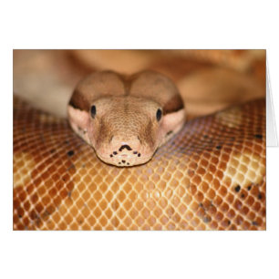 Salmon Boa Card