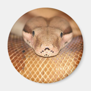 Salmon Boa Magnet