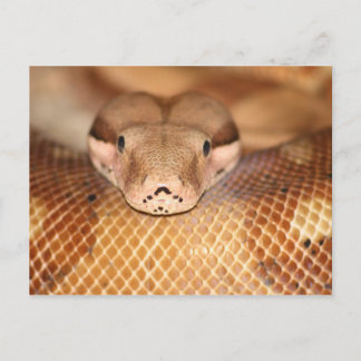 Salmon Boa Postcard