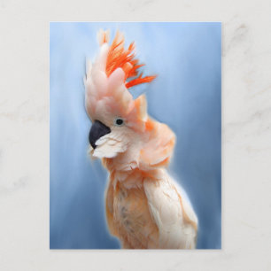 Salmon Crested Cockatoo Postcards