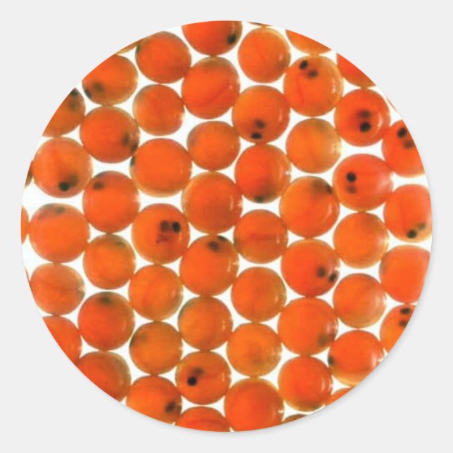 Salmon Egg Classic Round Sticker (Front)