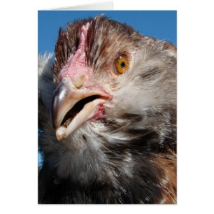 Salmon Faverolle Pullet