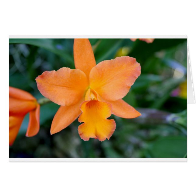 Salmon Orchid (Front Horizontal)