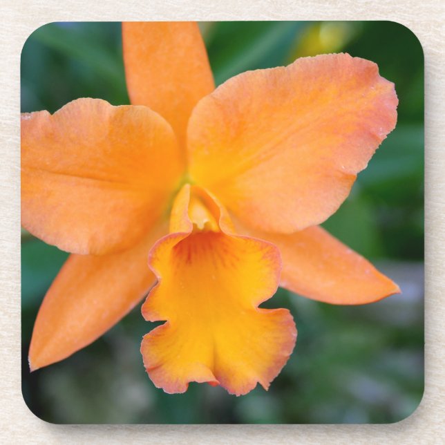 Salmon Orchid Coaster (Front)