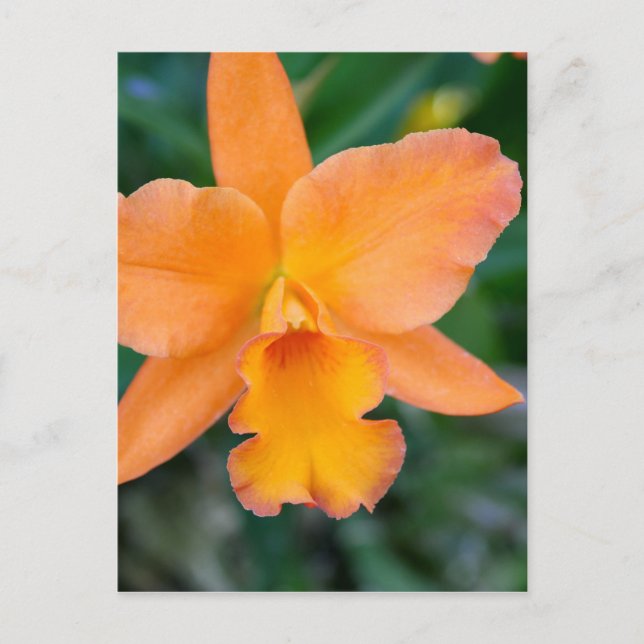 Salmon Orchid Postcard (Front)