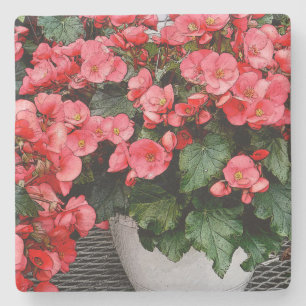 SALMON-PINK IMPATIENS IN WHITE POT STONE COASTER